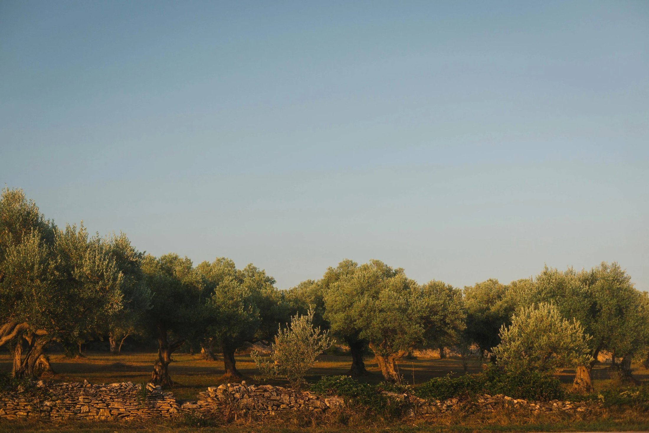 Olivenhaine und Landschaft im Salento